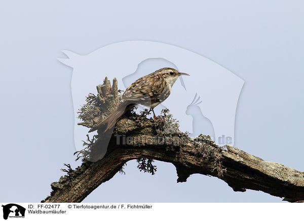 Waldbaumlufer / Eurasian tree-creeper / FF-02477