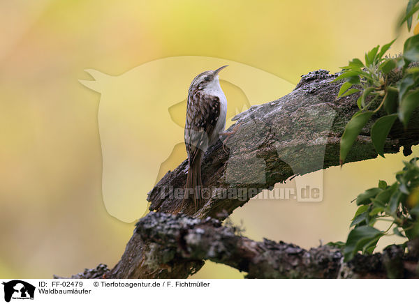 Waldbaumlufer / Eurasian tree-creeper / FF-02479