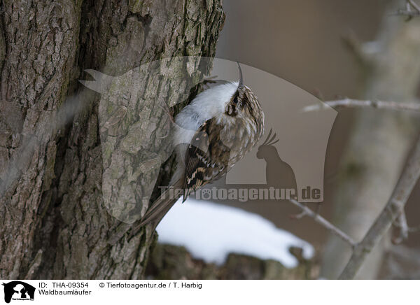 Waldbaumlufer / Eurasian tree-creeper / THA-09354