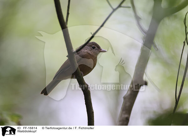 Walddickkopf / FF-16814