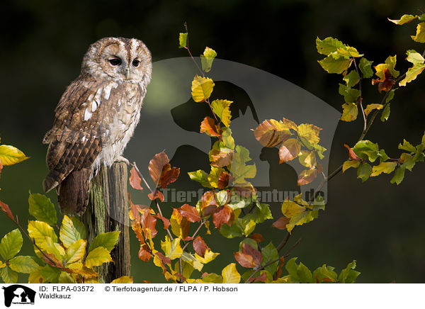 Waldkauz / brown owl / FLPA-03572