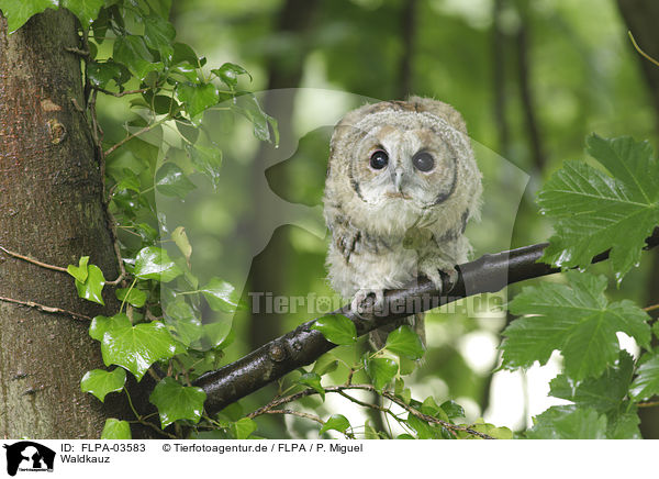 Waldkauz / brown owl / FLPA-03583