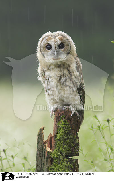 Waldkauz / brown owl / FLPA-03584