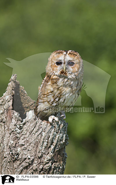 Waldkauz / brown owl / FLPA-03586