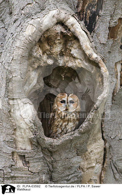 Waldkauz / brown owl / FLPA-03592