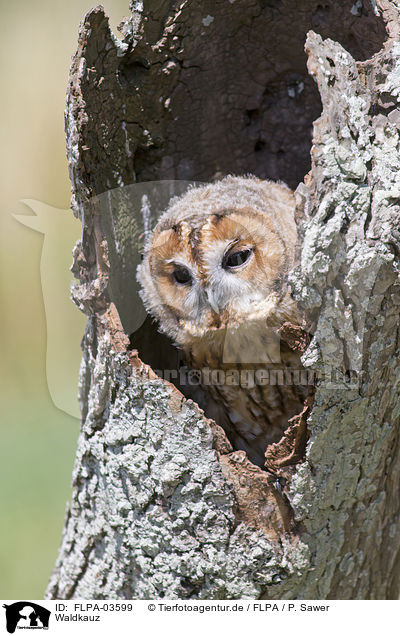 Waldkauz / brown owl / FLPA-03599