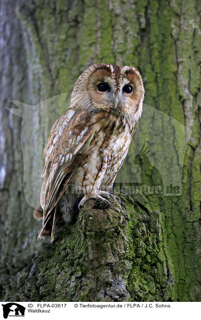 Waldkauz / brown owl / FLPA-03617