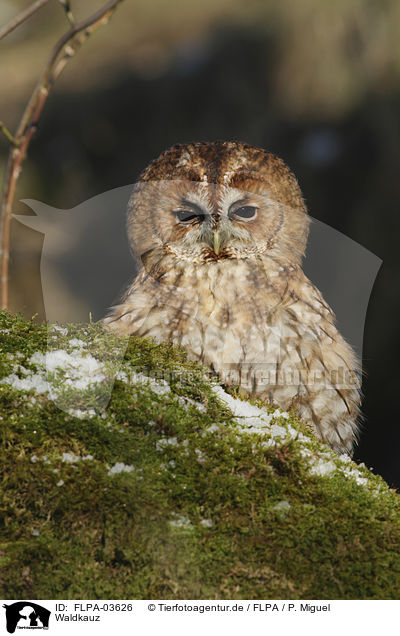 Waldkauz / brown owl / FLPA-03626