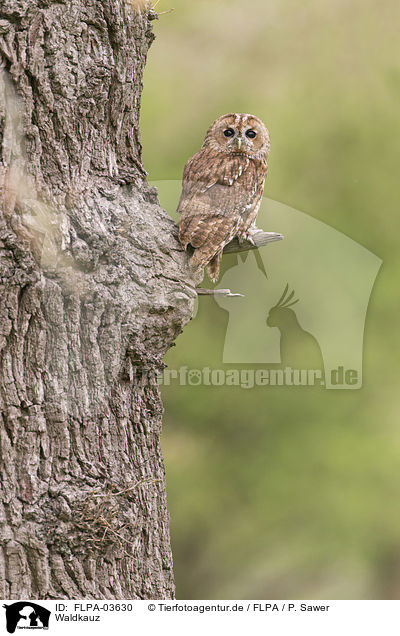 Waldkauz / brown owl / FLPA-03630