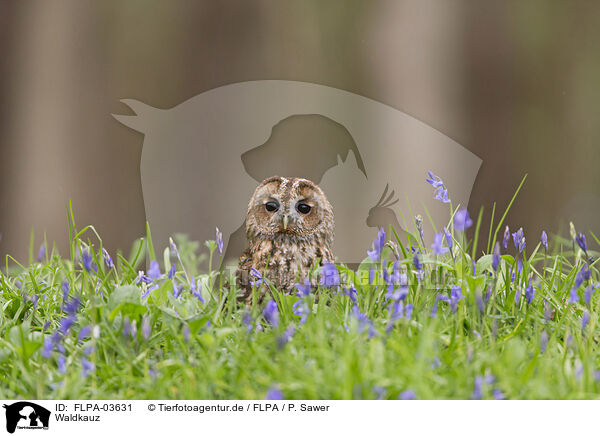 Waldkauz / brown owl / FLPA-03631