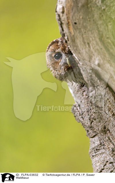 Waldkauz / brown owl / FLPA-03632