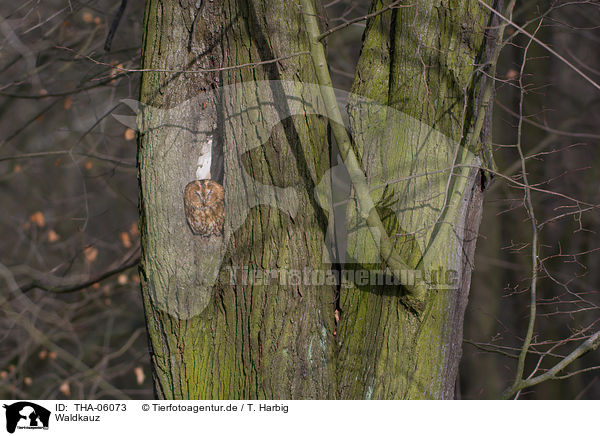 Waldkauz / THA-06073