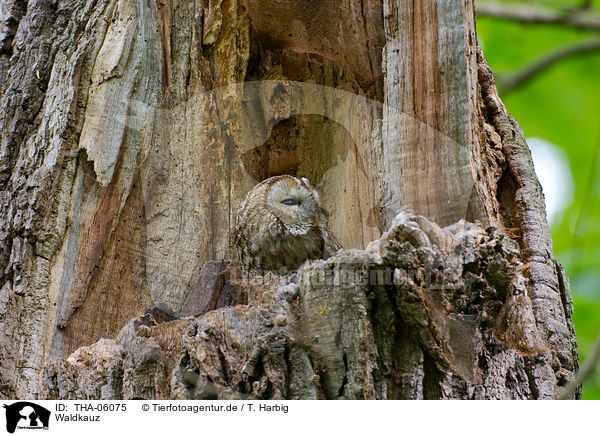 Waldkauz / brown owl / THA-06075