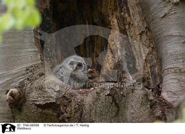 Waldkauz / brown owl / THA-06098
