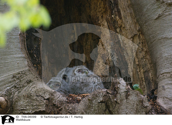Waldkuze / brown owls / THA-06099
