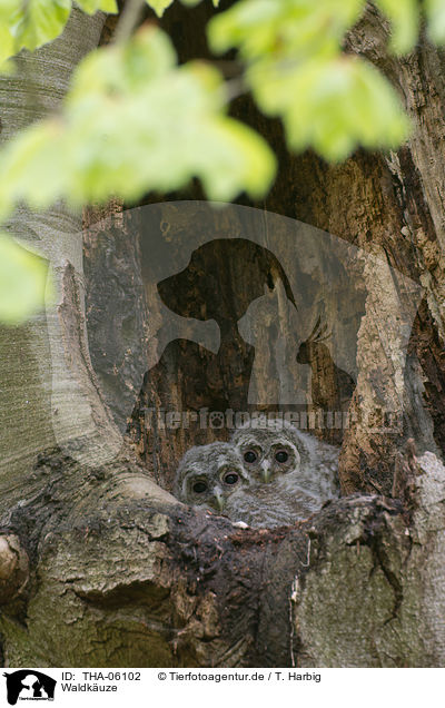 Waldkuze / brown owls / THA-06102