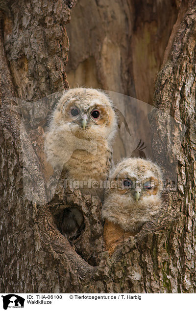 Waldkuze / brown owls / THA-06108