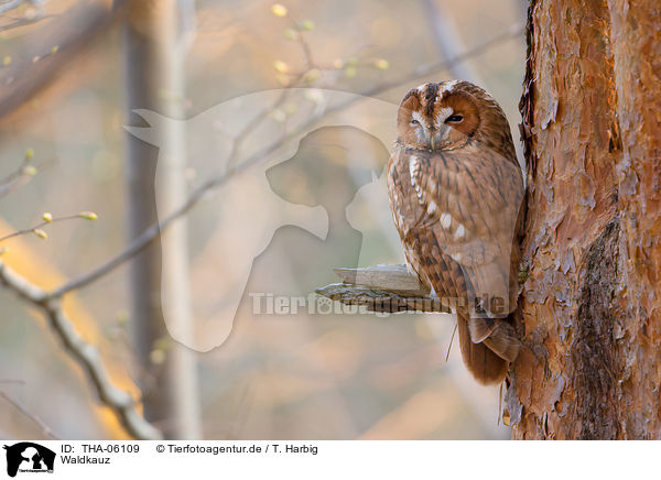 Waldkauz / brown owl / THA-06109