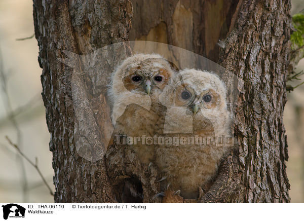Waldkuze / brown owls / THA-06110