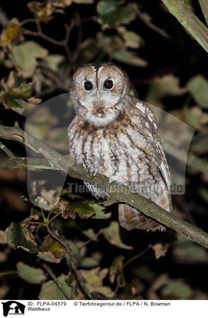 Waldkauz / brown owl / FLPA-04579