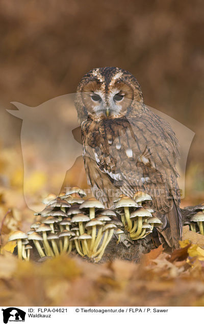 Waldkauz / brown owl / FLPA-04621