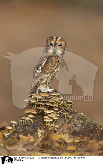 Waldkauz / brown owl / FLPA-04628