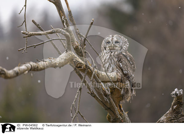 sitzende Waldkauz / sitting brown owl / PW-04562