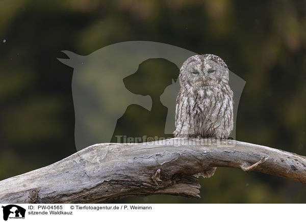 sitzende Waldkauz / sitting brown owl / PW-04565