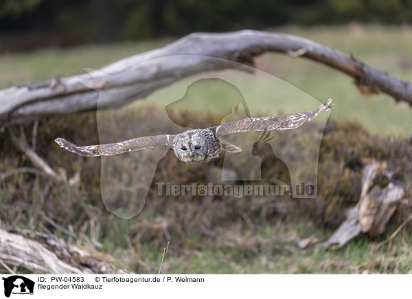 fliegender Waldkauz / flying brown owl / PW-04583
