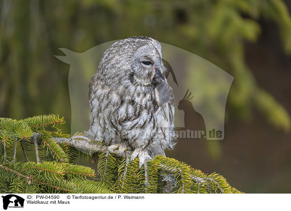 Waldkauz mit Maus / brown owl with mouse / PW-04590
