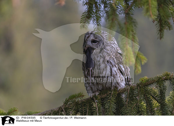 Waldkauz mit Maus / brown owl with mouse / PW-04595