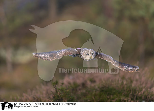 fliegender Waldkauz / flying Brown Owl / PW-05273