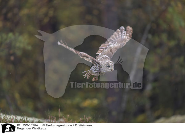 fliegender Waldkauz / flying Brown Owl / PW-05304