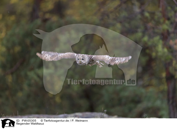 fliegender Waldkauz / flying Brown Owl / PW-05305