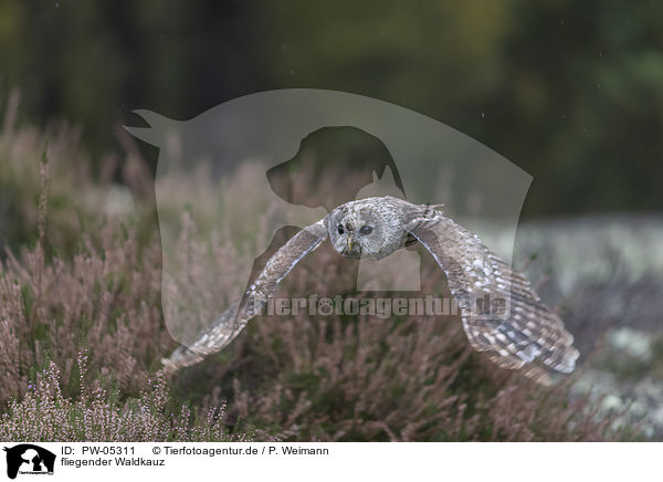 fliegender Waldkauz / flying Brown Owl / PW-05311