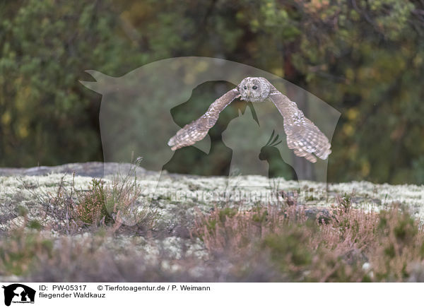 fliegender Waldkauz / flying Brown Owl / PW-05317