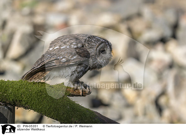 sitzender Waldkauz / sitting Brown Owl / PW-05351