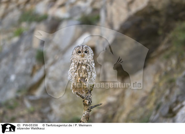 sitzender Waldkauz / sitting Brown Owl / PW-05356