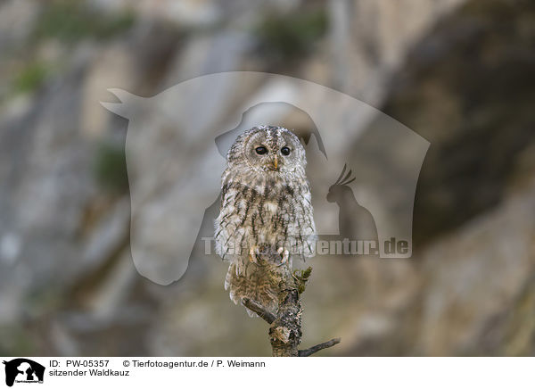 sitzender Waldkauz / sitting Brown Owl / PW-05357