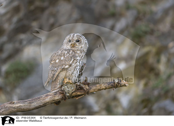 sitzender Waldkauz / sitting Brown Owl / PW-05364