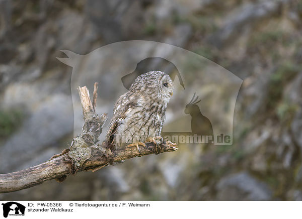 sitzender Waldkauz / sitting Brown Owl / PW-05366