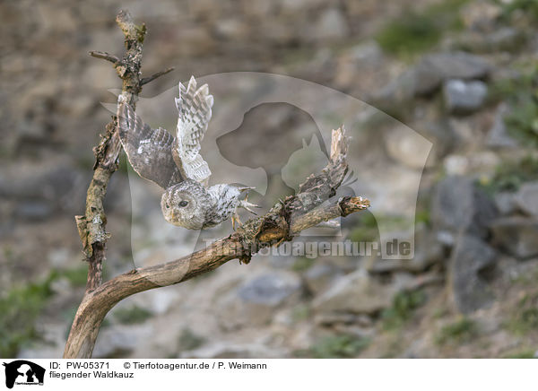 fliegender Waldkauz / PW-05371