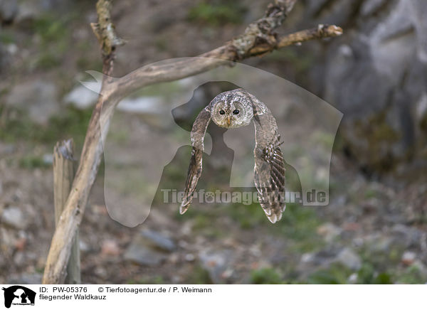 fliegender Waldkauz / PW-05376