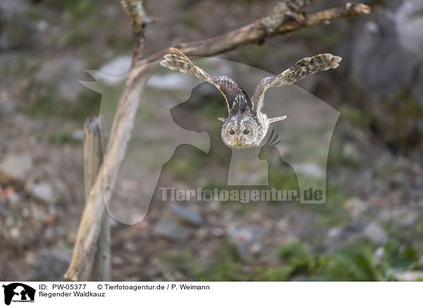 fliegender Waldkauz / flying Brown Owl / PW-05377