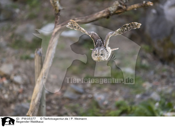 fliegender Waldkauz / PW-05377