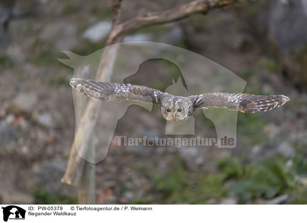 fliegender Waldkauz / PW-05378