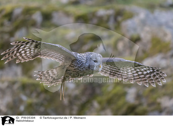 Habichtskauz / Ural Owl / PW-05394