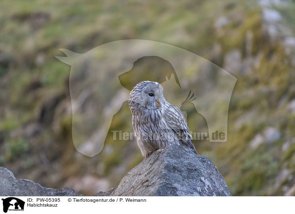 Habichtskauz / Ural Owl / PW-05395