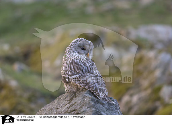 Habichtskauz / Ural Owl / PW-05396
