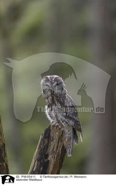 sitzender Waldkauz / sitting Brown Owl / PW-05411